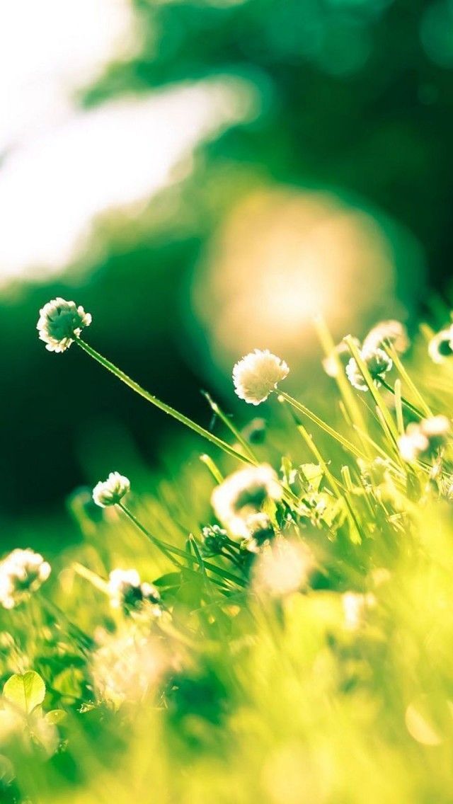 Summer Sunlight Clover iPhone 5 Wallpaper 640x1136