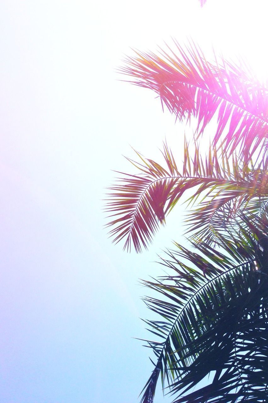 Mobile HD Wallpapers | SUMMER PALM SUN - Mobile HD Wallpapers
