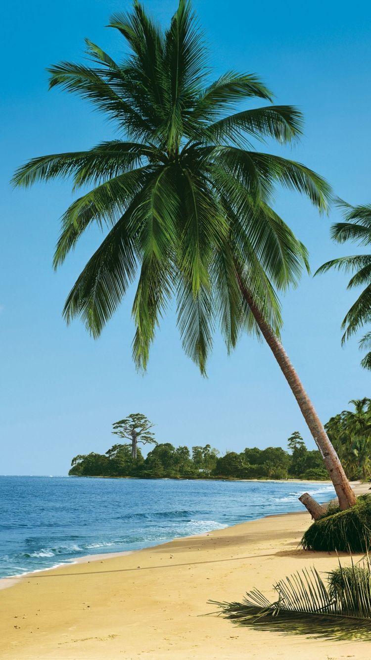 Download Wallpaper 750x1334 Beach, tropics, Sea, Sand, Palm trees ...