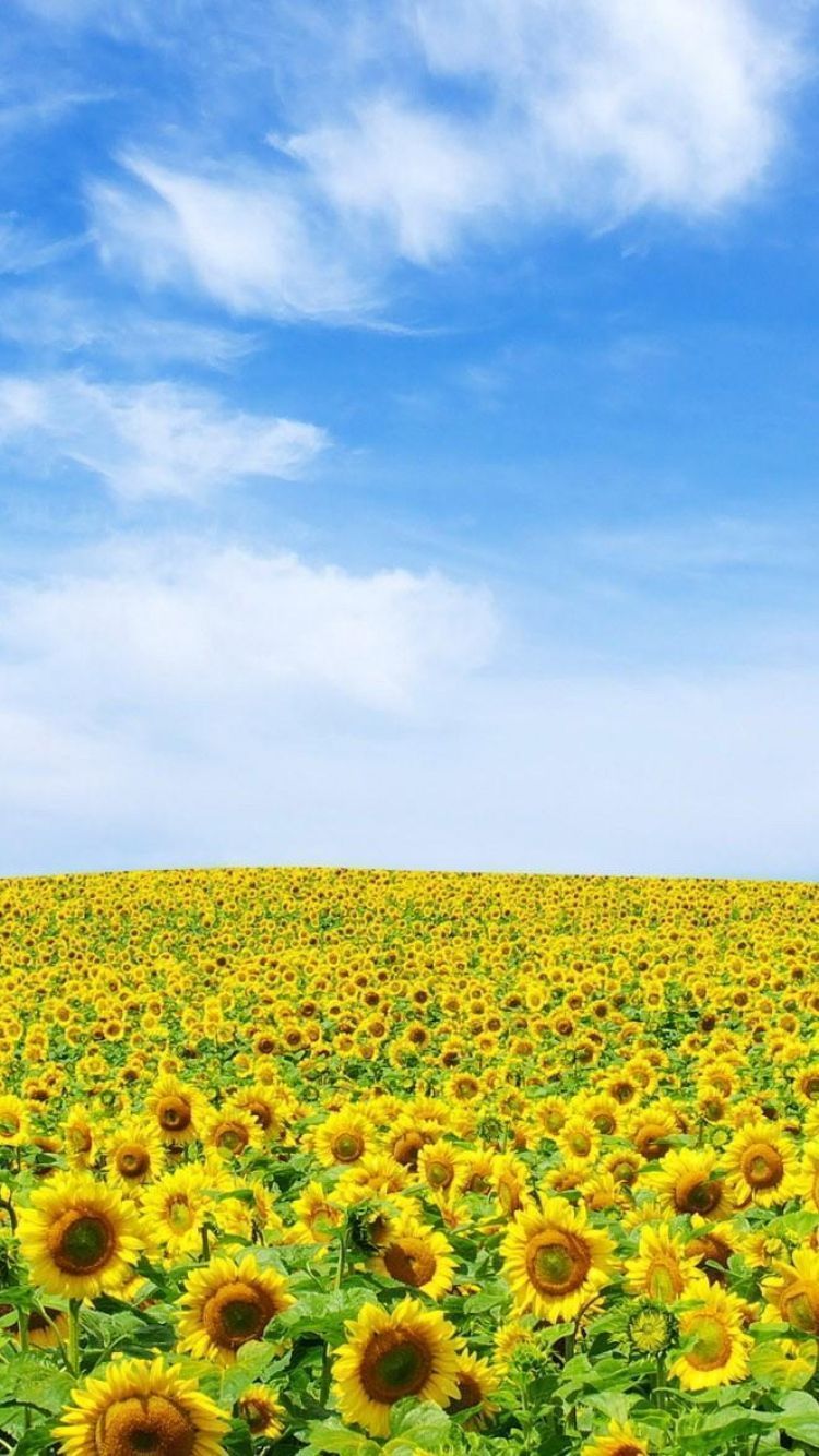 Summer-iPhone-wallpaper-For-iPhone-6-750x1334-sunflowers_field_sky_summer_clouds_nature.jpg