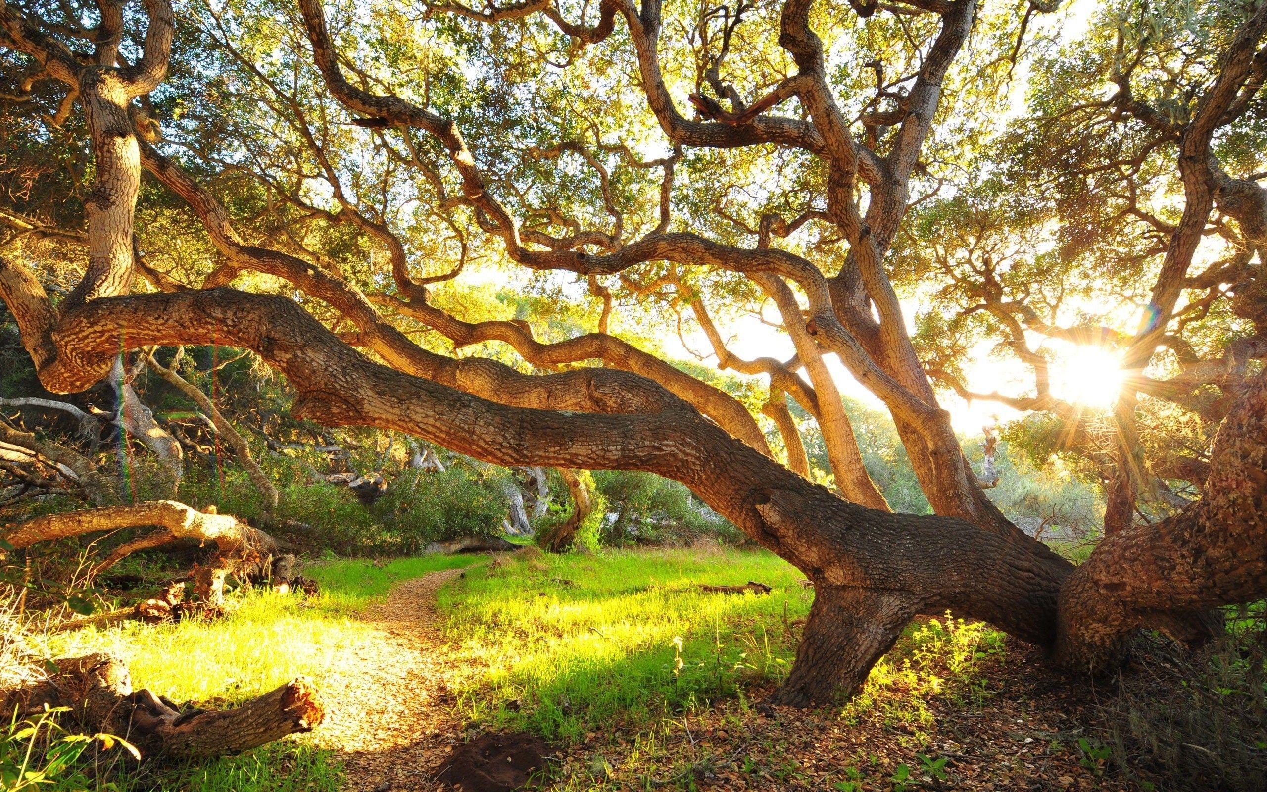 Beautiful Summer Scene of Tree in Jungle | HD Wallpapers