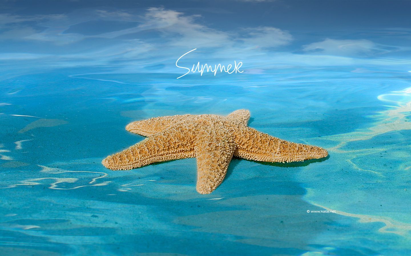 Summer Screensavers wallpaper 1440x900