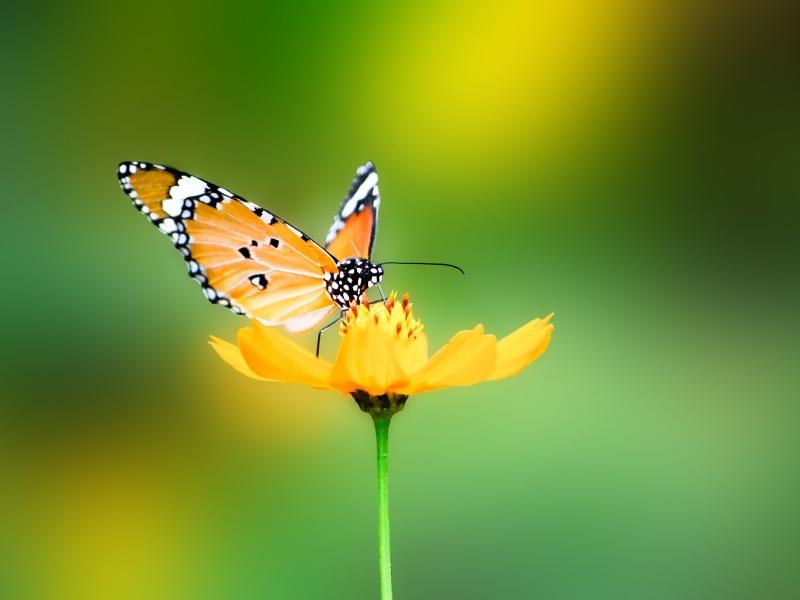 Green,nature green nature flowers butterfly insects summer season