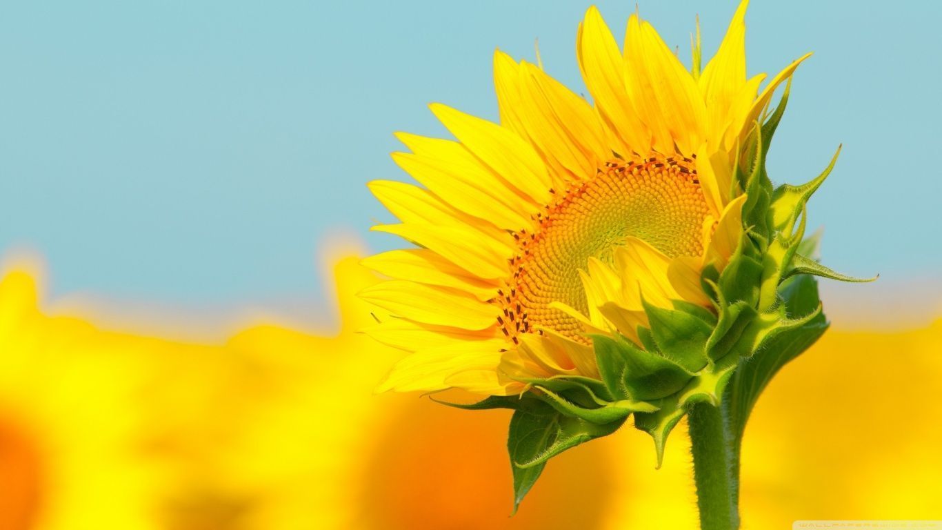 Sunflower In The Summer HD desktop wallpaper : High Definition ...