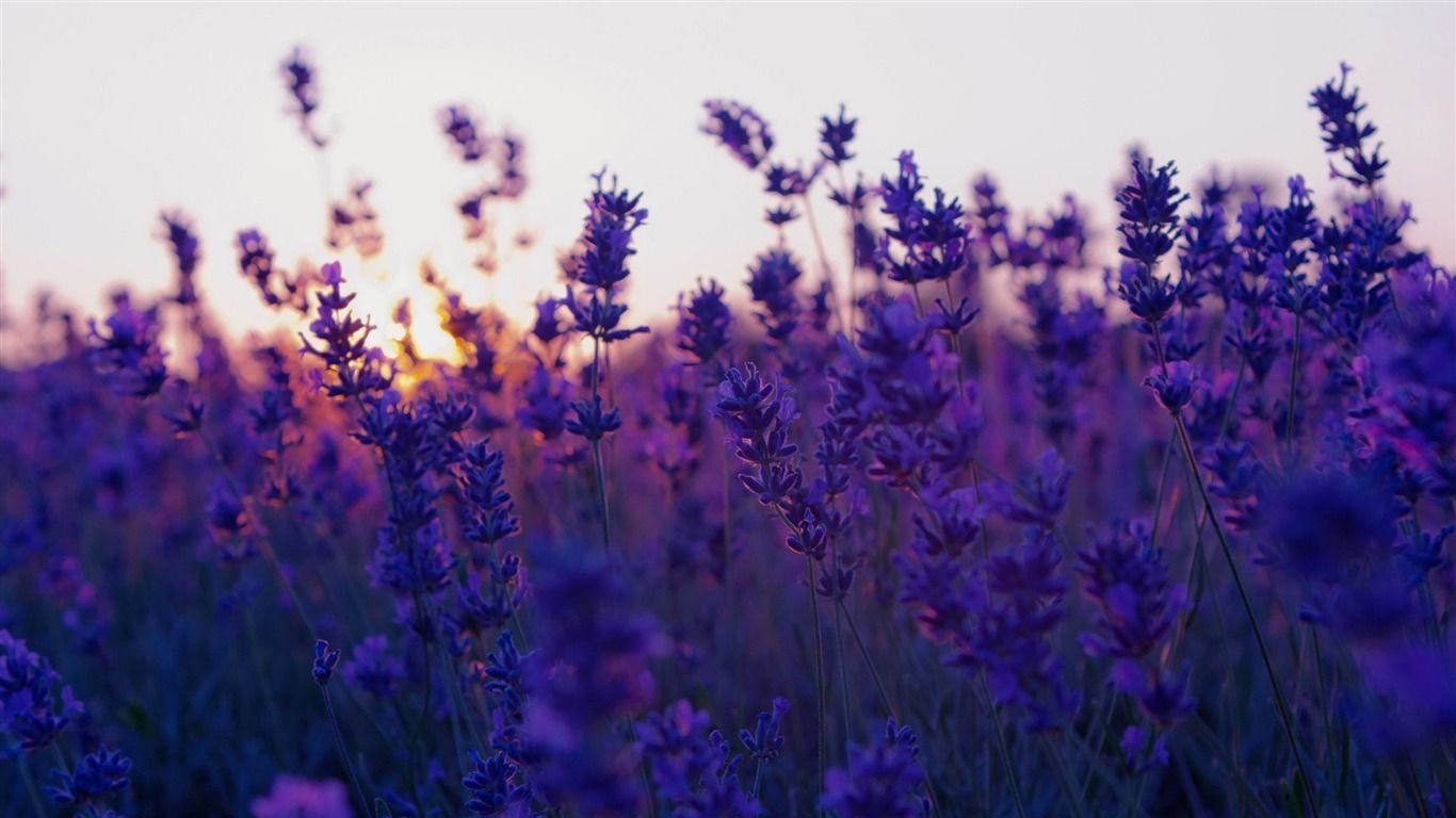 lavender field and sunset-summer landscape wallpaper - 1366x768 ...