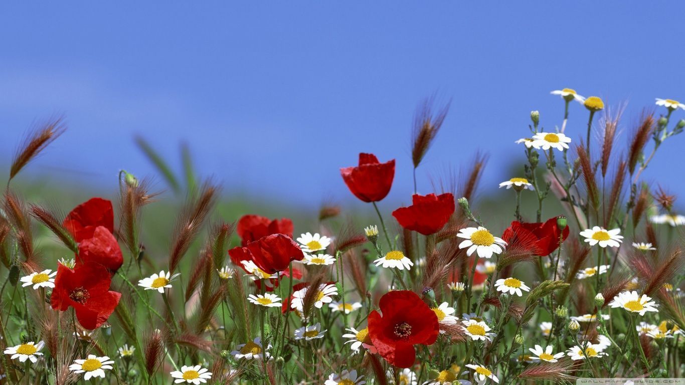 Field Of Flowers Summer HD desktop wallpaper : High Definition