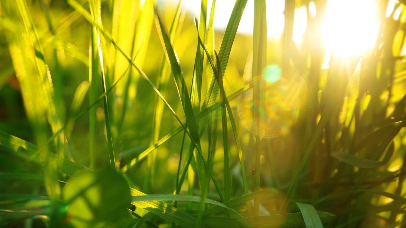 1366x768 summer, grass, light Wallpapers and Pictures 16615