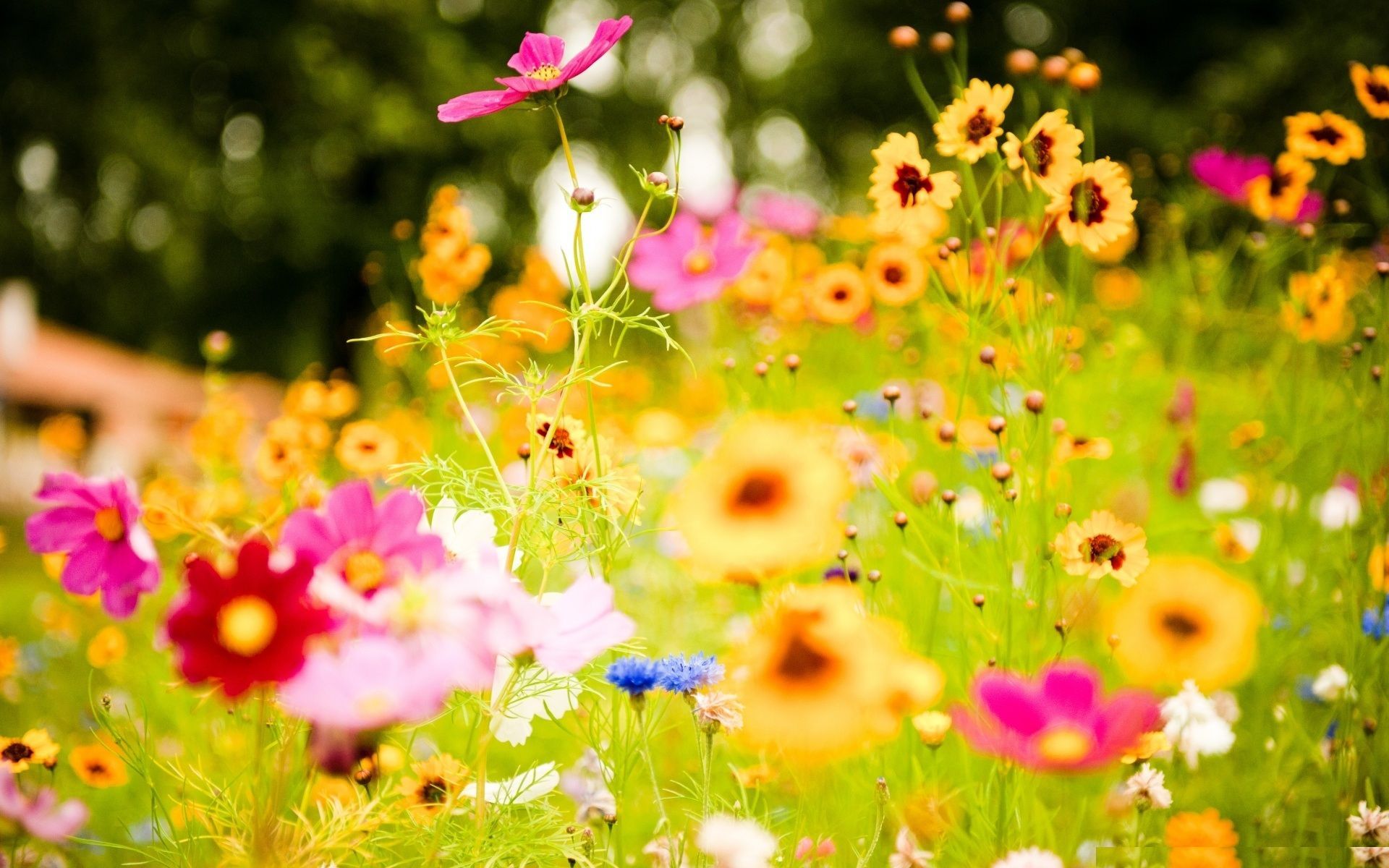 Summer Flowers HD Wallpaper - Summer Flower Images, New Backgrounds