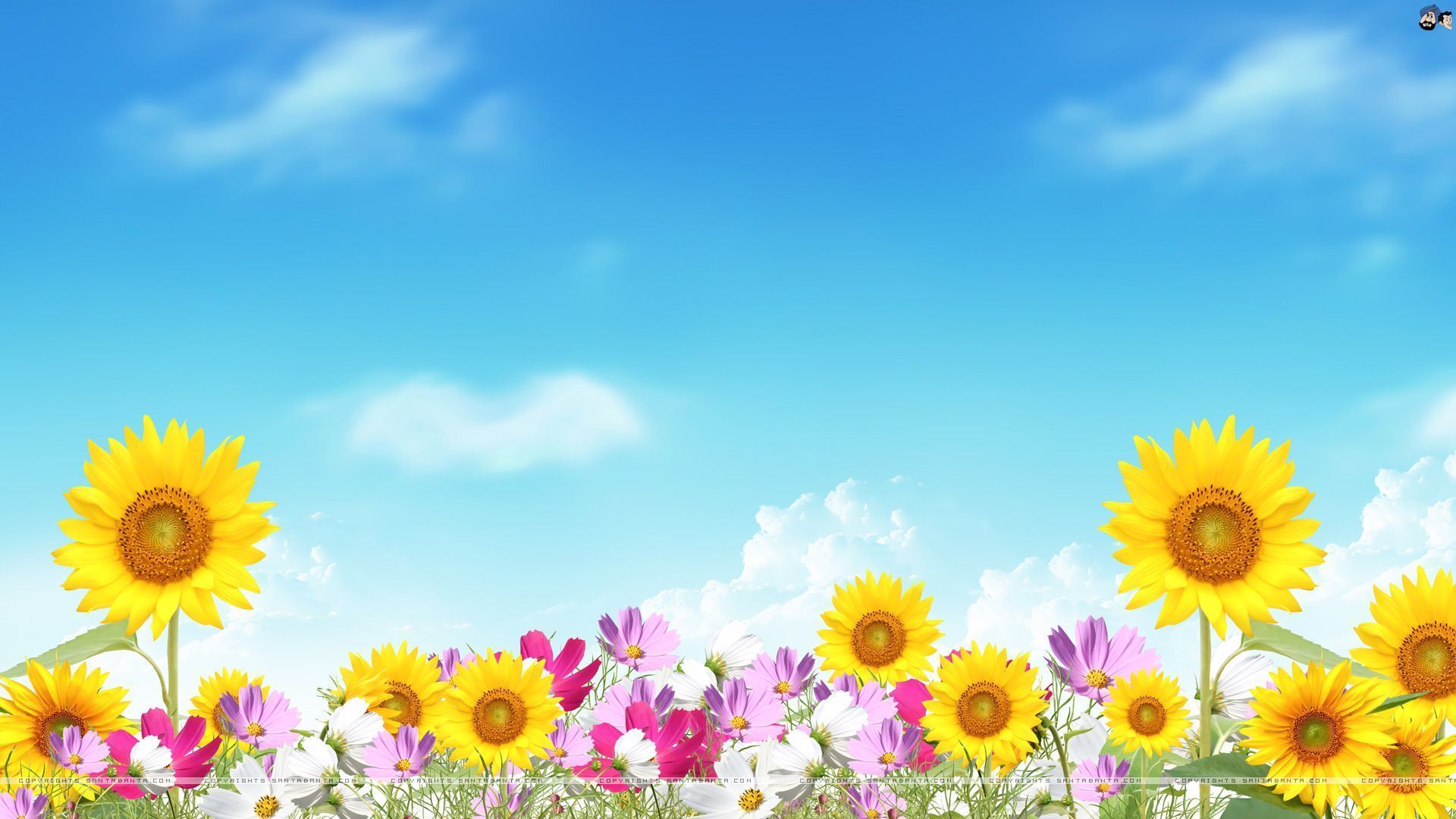 Summer Flowers Pictures - Wallpaper HD Wide