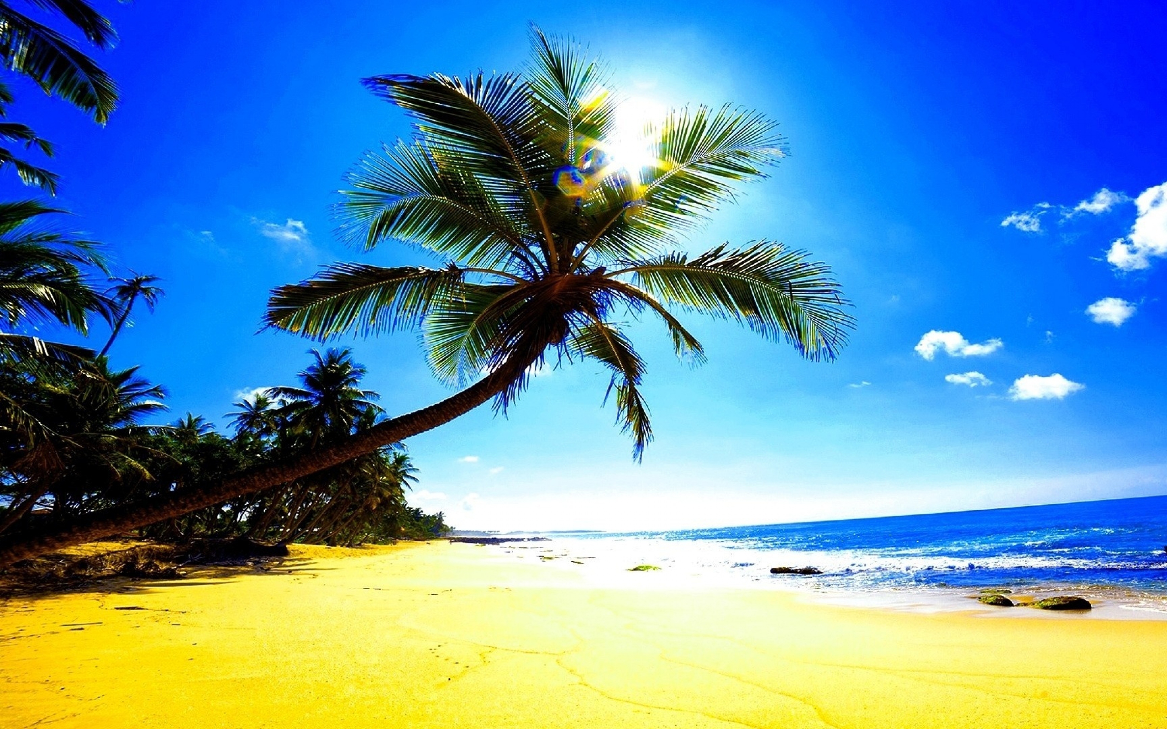 Tropics Palm Trees Sun Beach wallpaper_other_health questions ...