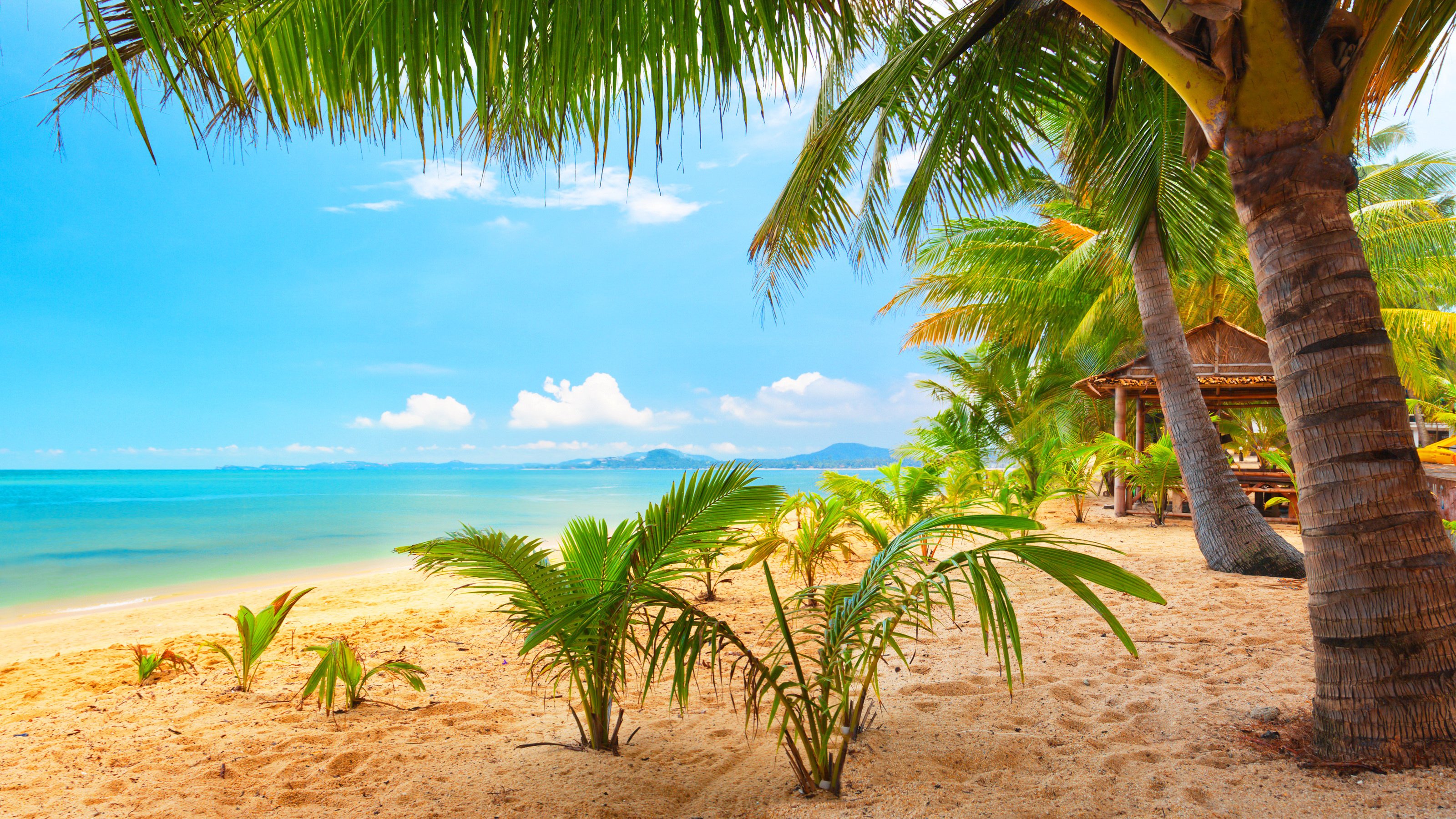 Sand sea palm trees summer beach sun wallpaper 3200x1800
