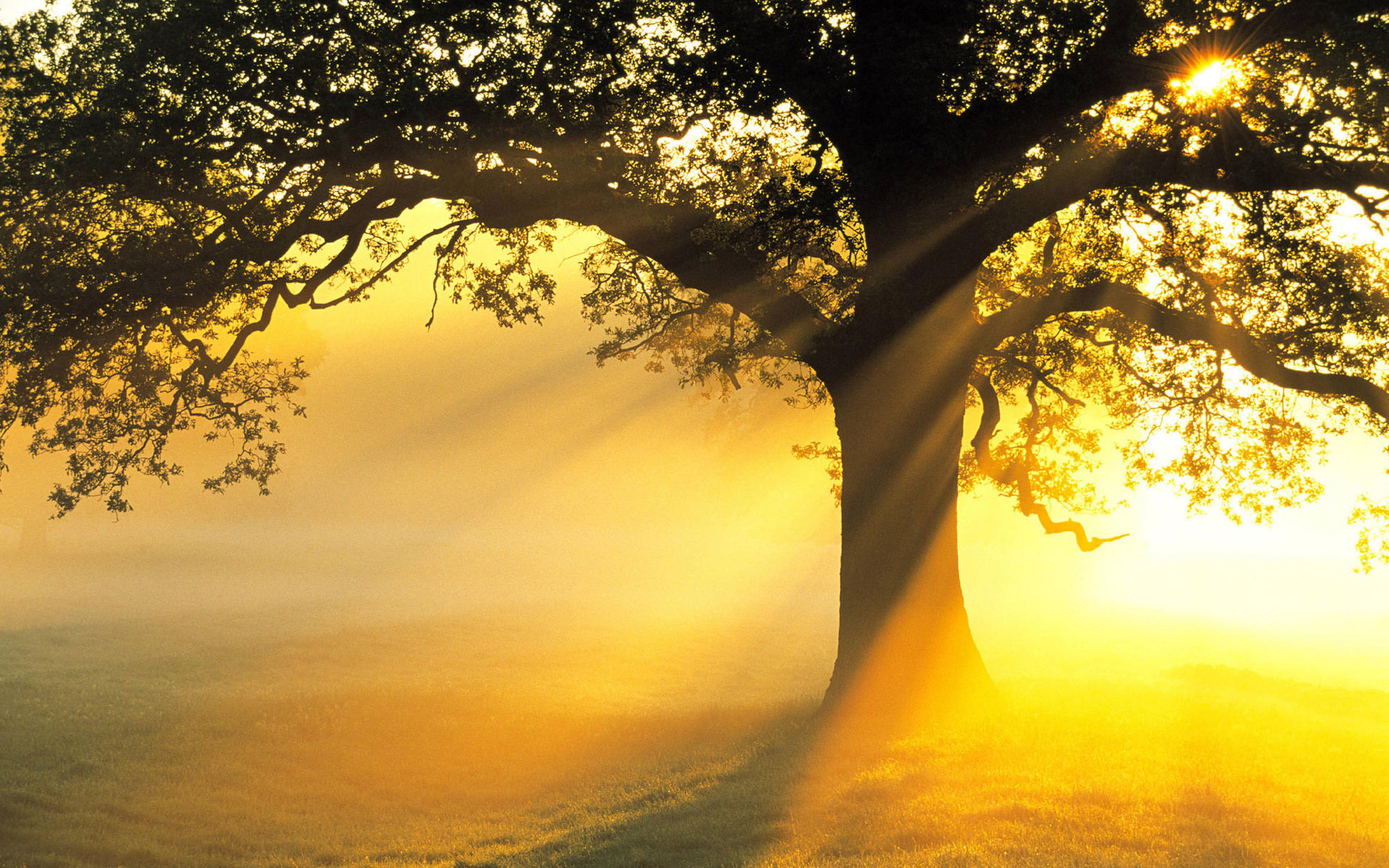 Sun Rays HD Wallpapers - HD Wallpapers Backgrounds of Your Choice