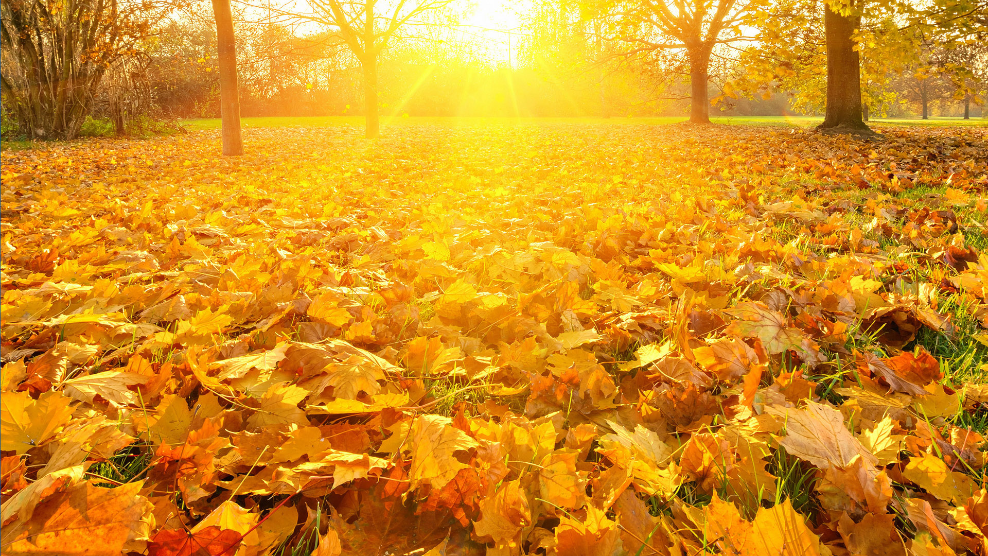 Sunrays Over Falling Leaves Wallpaper