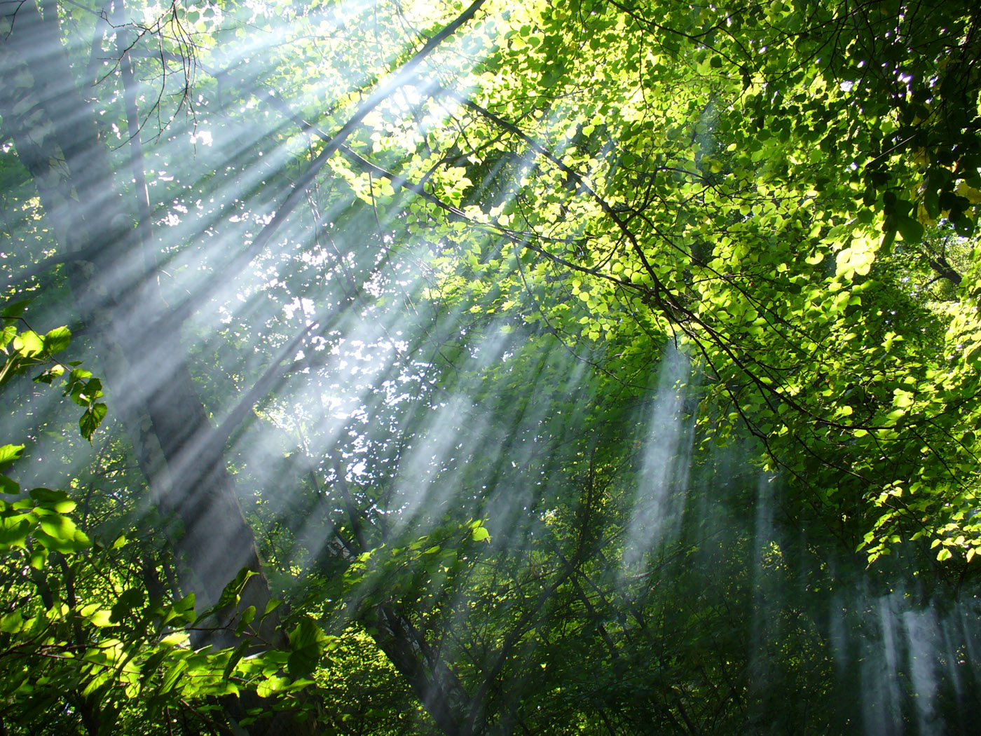 Sun rays through the woods 23597 - Wallpapers landscape scenery