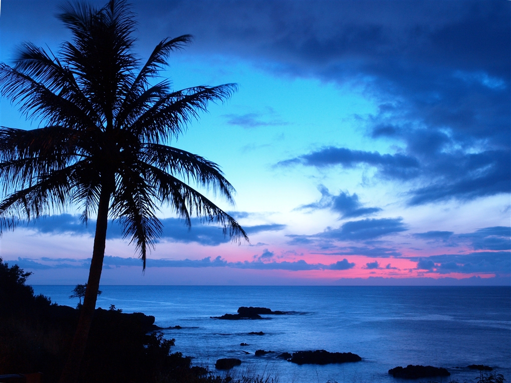 Beautiful Nature Sunset Palm Trees Creative Photography Wallpaper ...