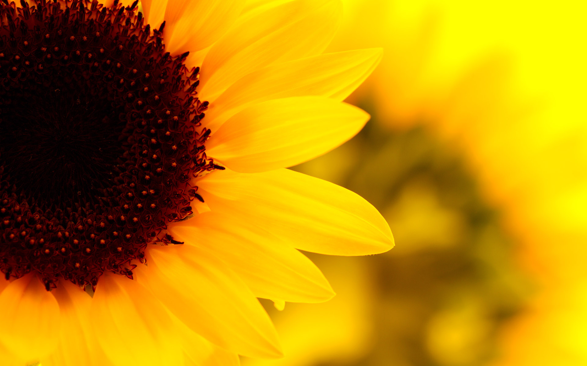 Sunflower Desktop Background