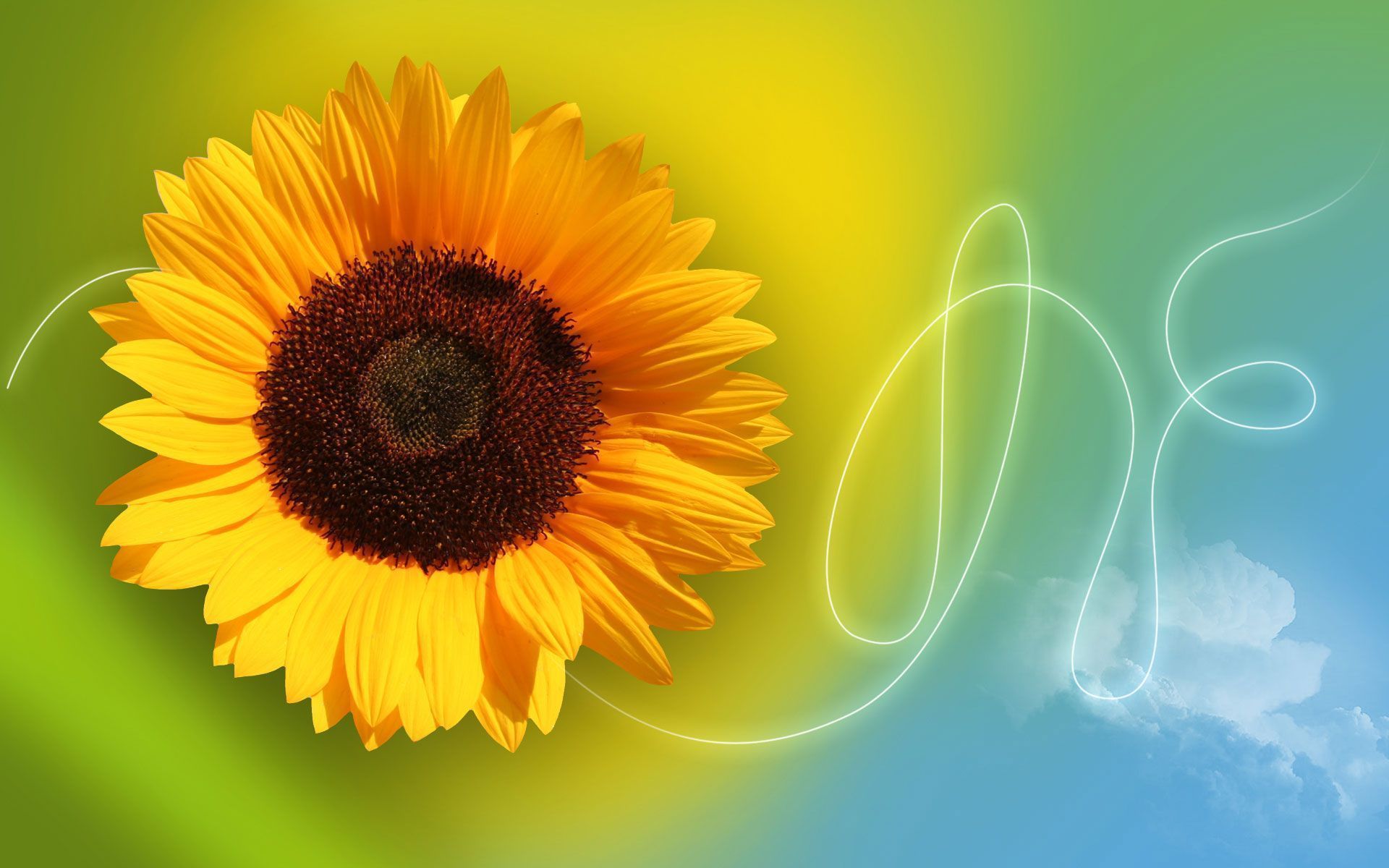 21471) Sunflower Desktop Background Wallpaper Attachment - WalOps.com