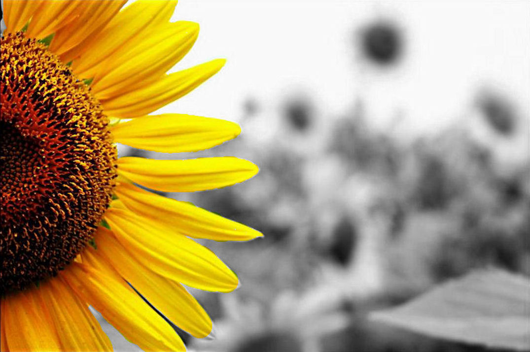 Sunflower Twitter Backgrounds, Sunflower Twitter Themes