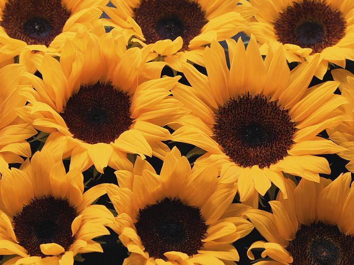 Sunflowers Background 9 - Wallcoo.net
