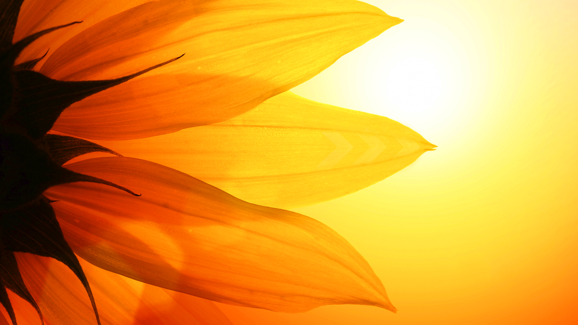 Sunflower Desktop Background #6921719