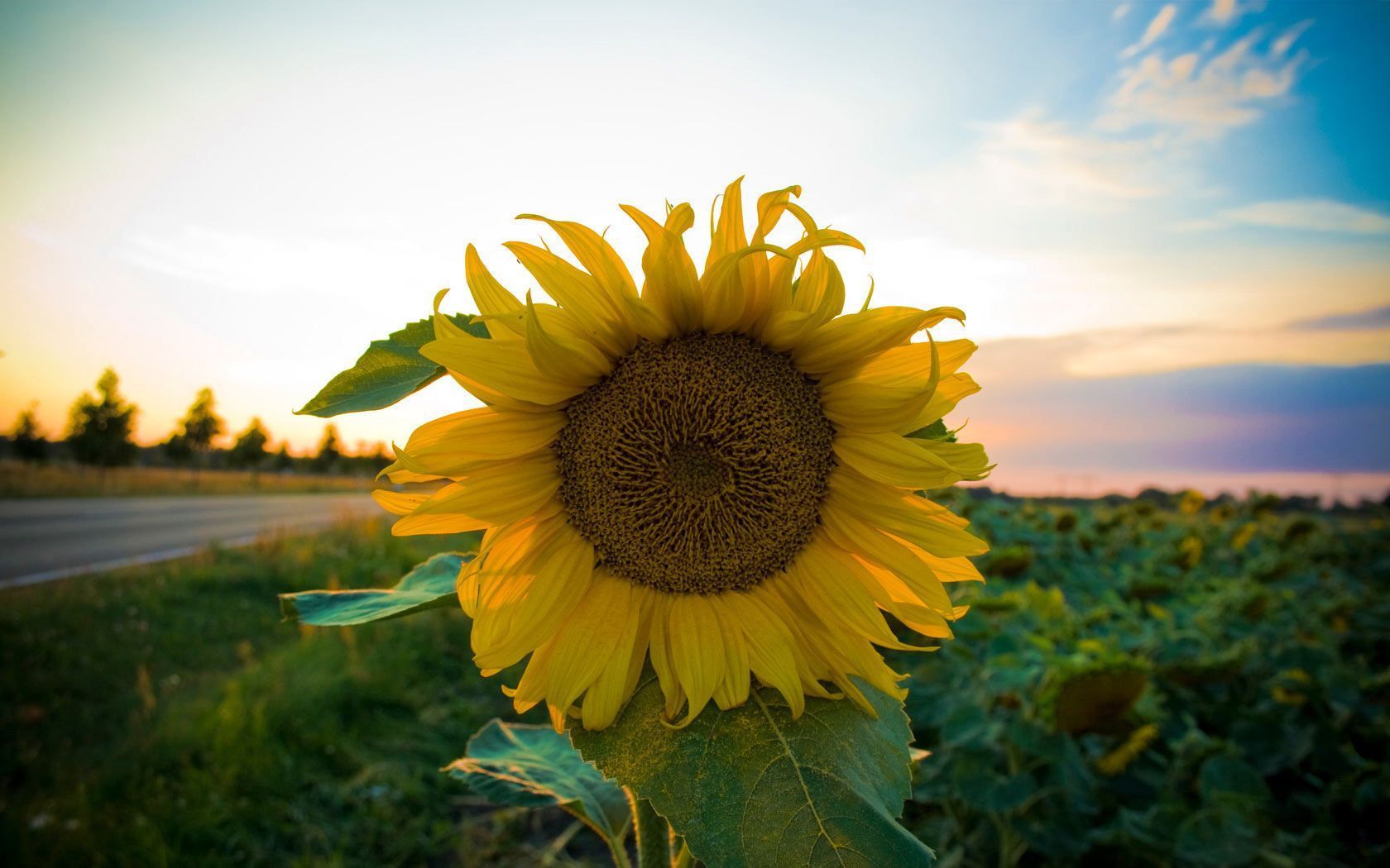 Cool Sunflower Background Screen HD Wallpapers | HD Wallapers for Free