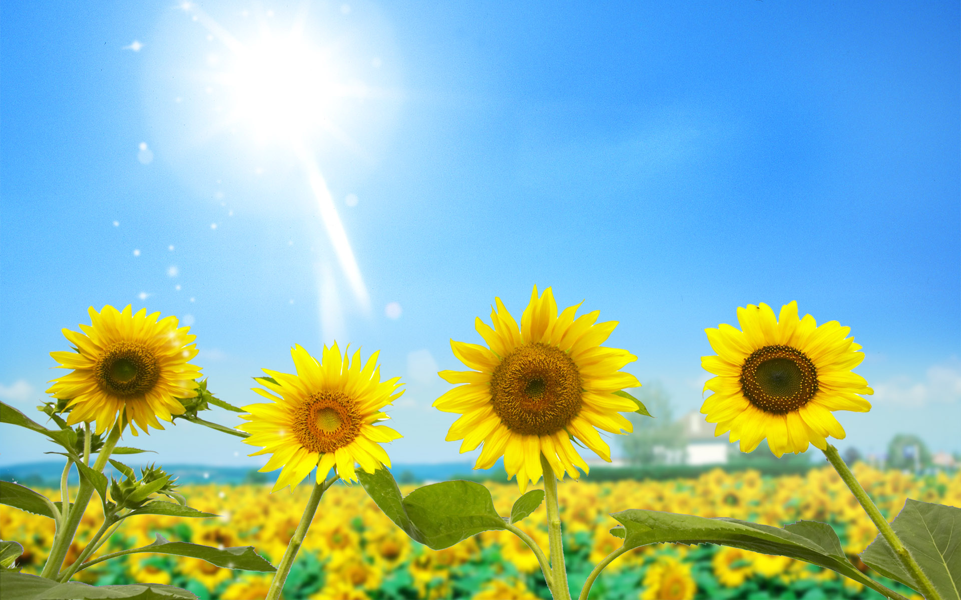 Download Free Modern Sunflower Background The Wallpapers 2560x1600
