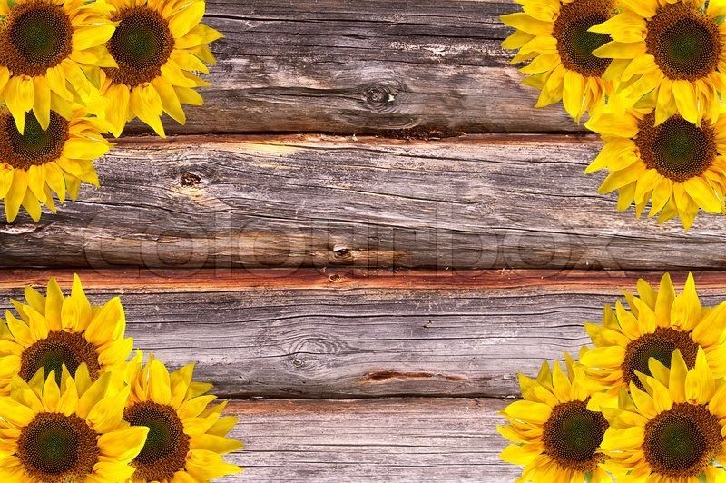 Wooden Lumber Textured Background with Sunflowers decoration