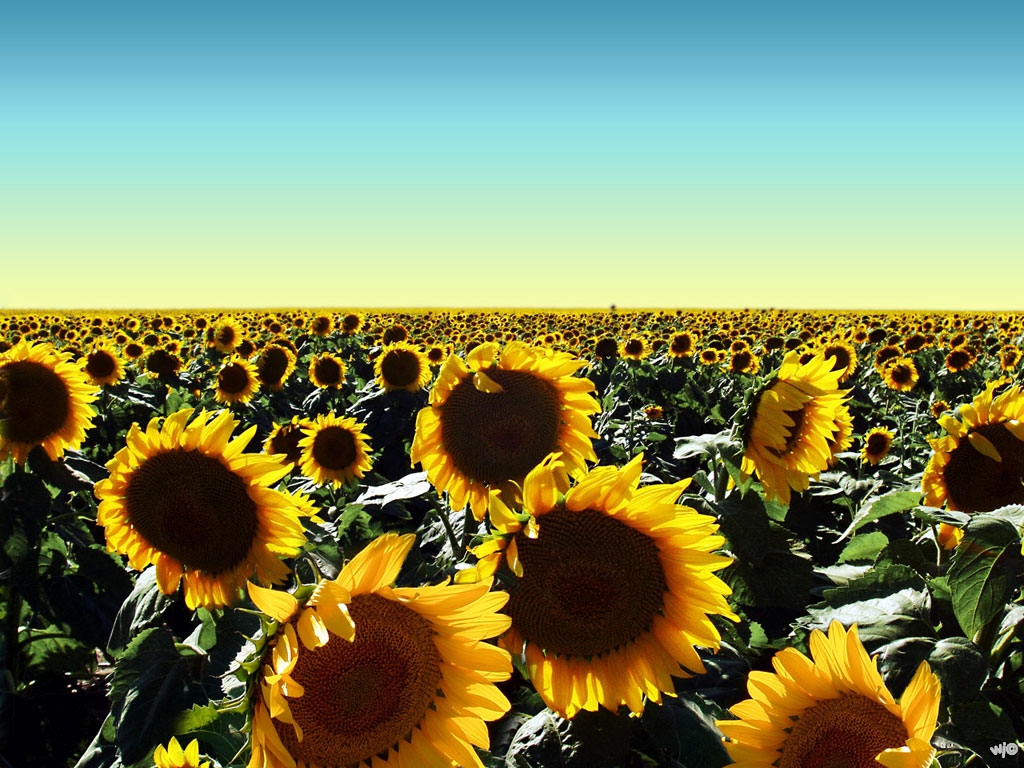 Alayx WAllpaper: Nature Sunflowers