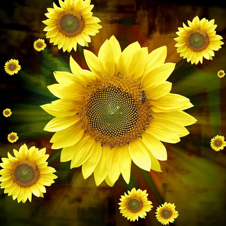 Free illustration Sunflower, Sunflower Background - Free Image