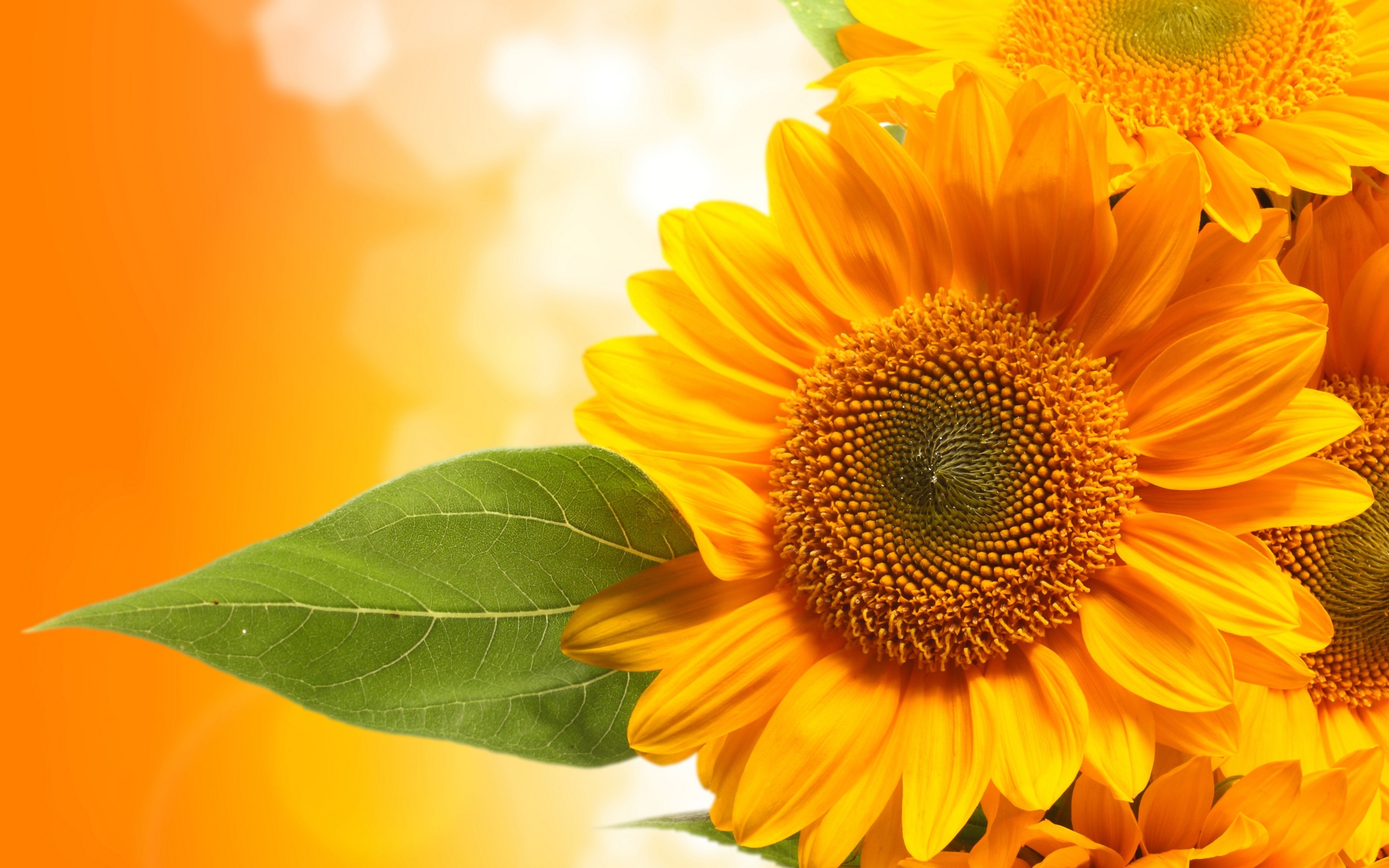 Download Free Modern Sunflower Background The Wallpapers 2560x1600