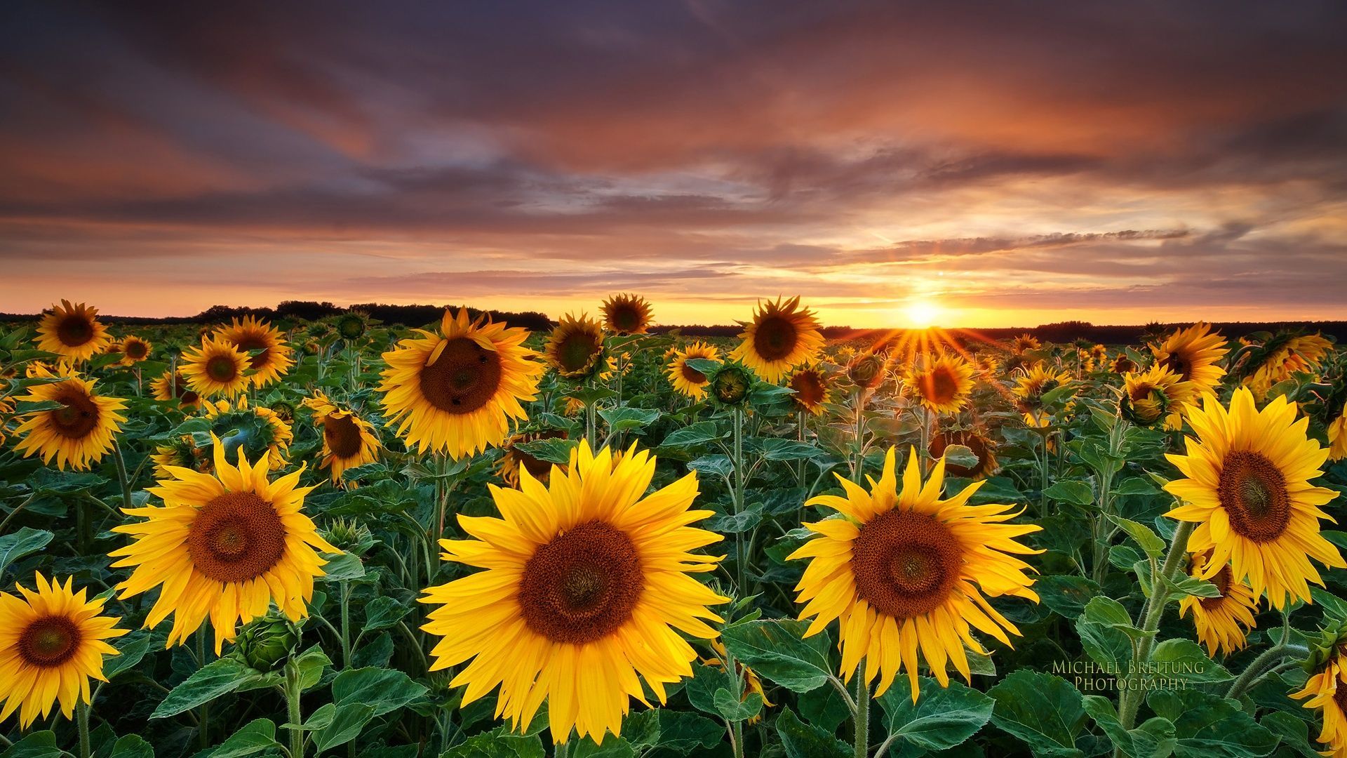 Sunflower Wallpapers HD Pictures | One HD Wallpaper Pictures ...