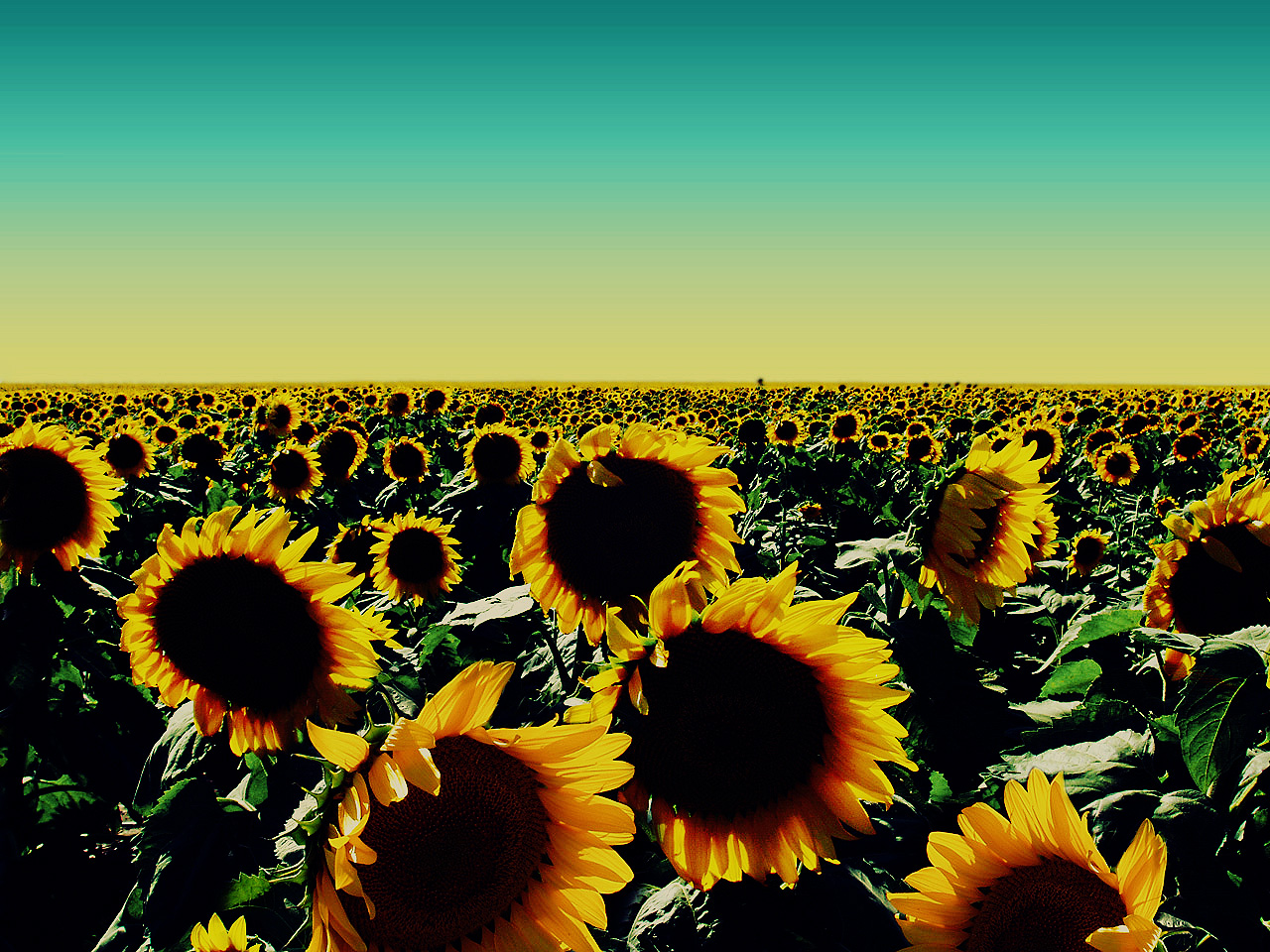 Sunflower HD Wallpapers & Beautiful Nature Pictures Latest
