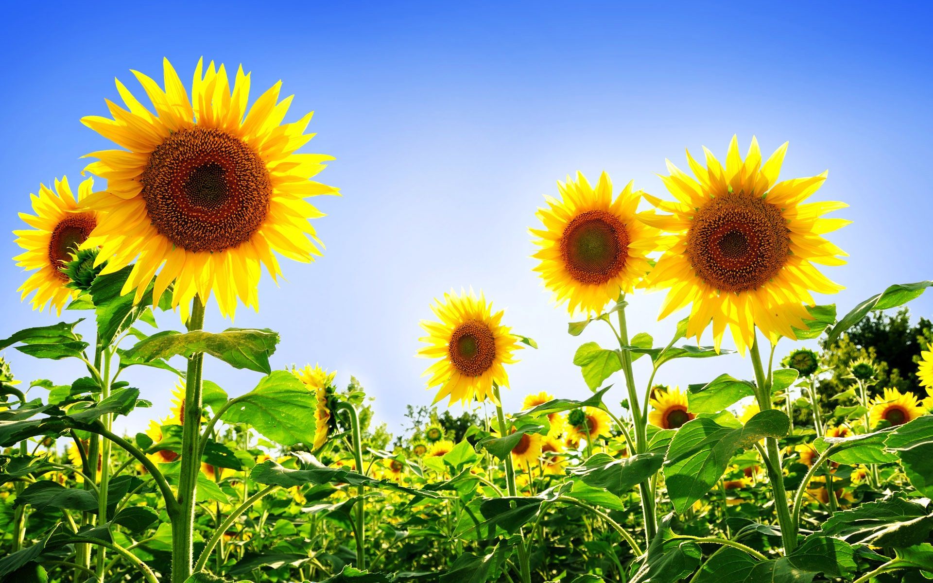 Gorgeous Sunflowers Wallpapers HD Backgrounds