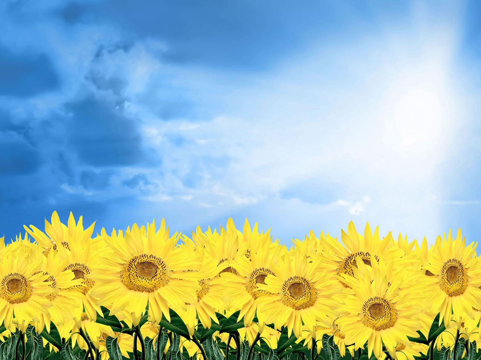 Sunflower Computer Wallpapers Group 86