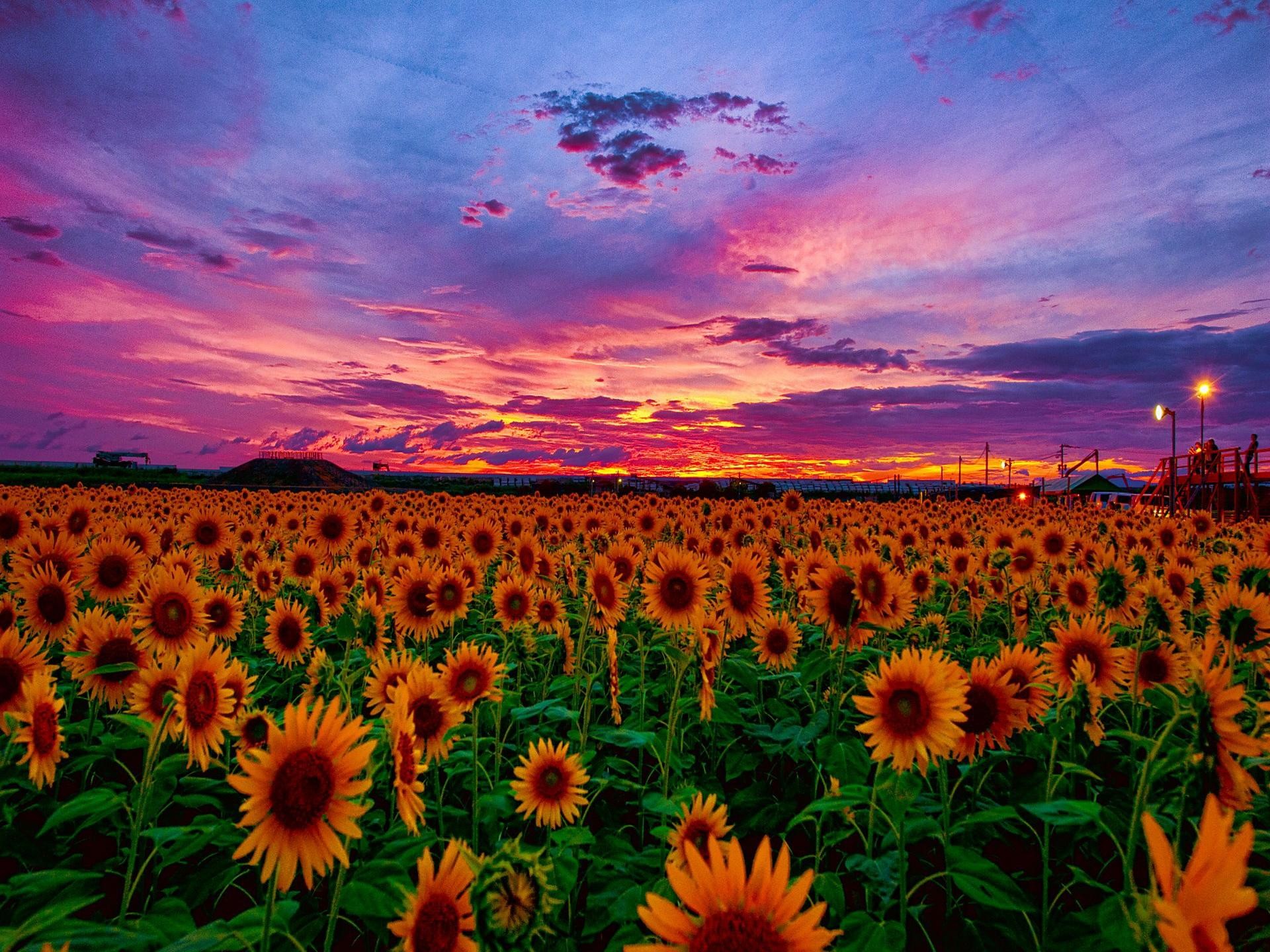Flower sunset. Штат Канзас Подсолнухи. Красивое лето. Красивое поле подсолнухов. Подсолнухи на закате.