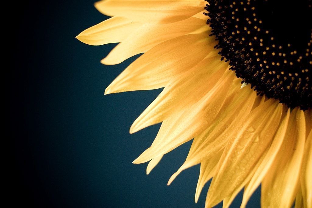 Sunflower Computer Wallpapers Group (86+)