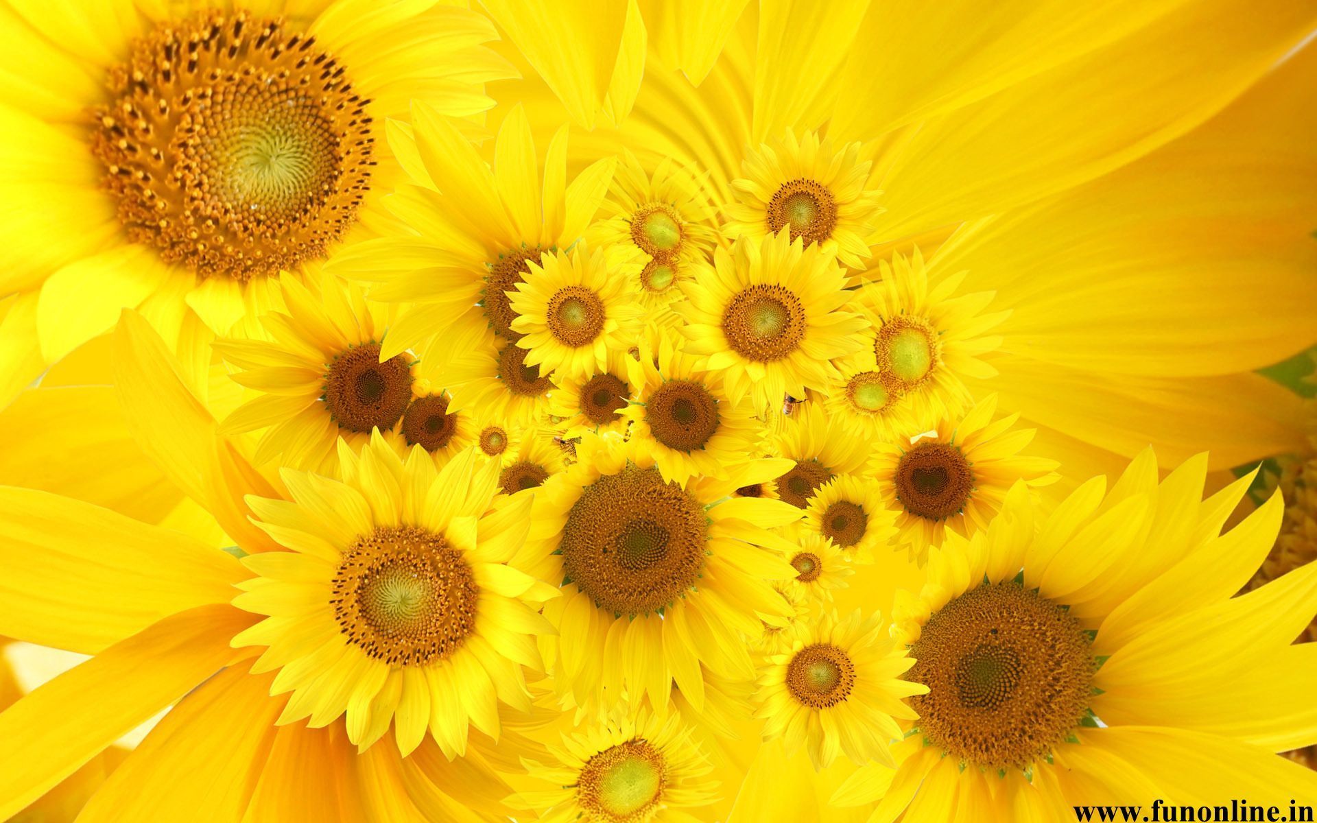 Sunflower Wallpapers, Beautiful Sunflowers HD Wallpapers For Free