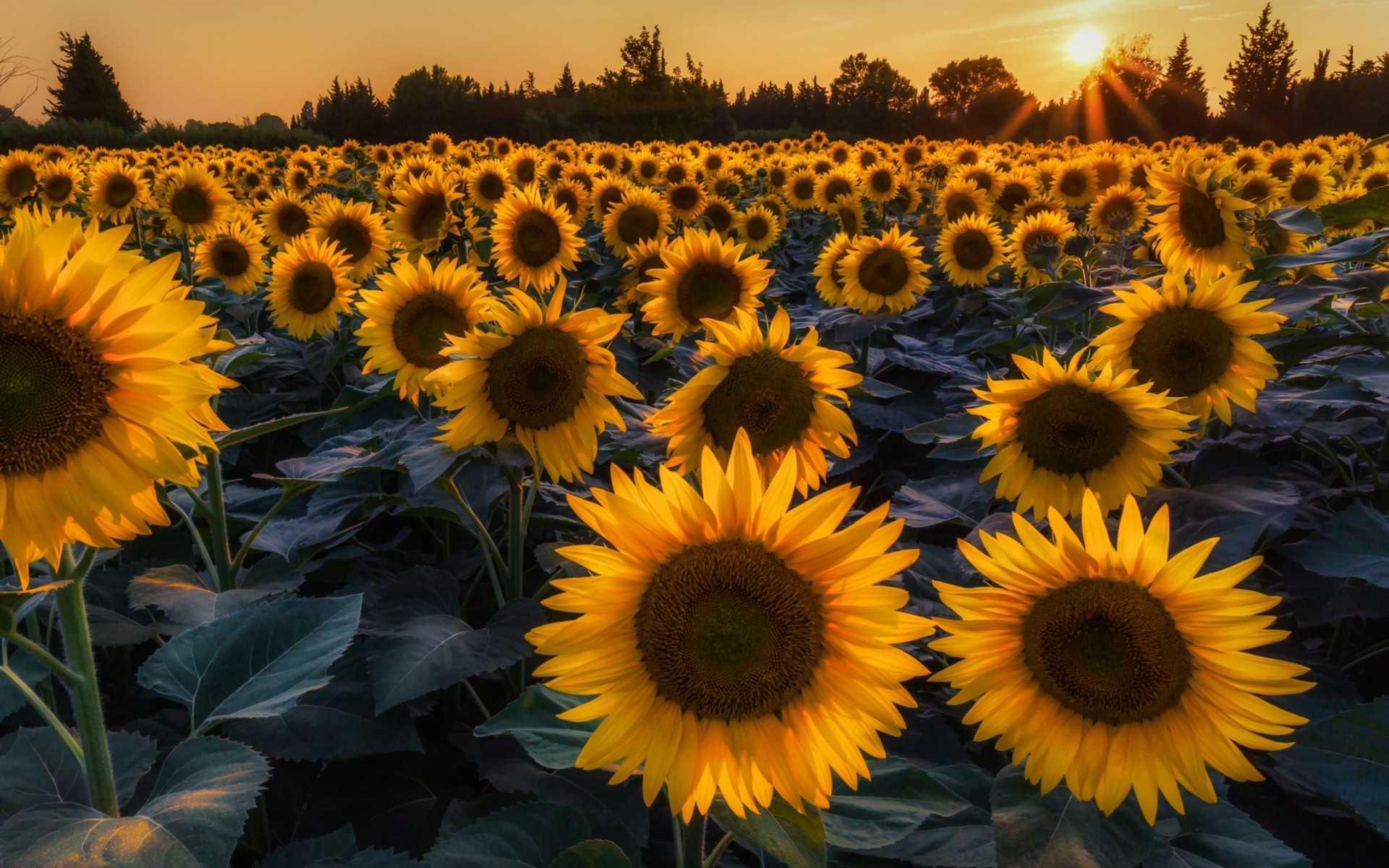 Flowers Glorious Sunflowers Sunset Hdr Flowers Yellow Field