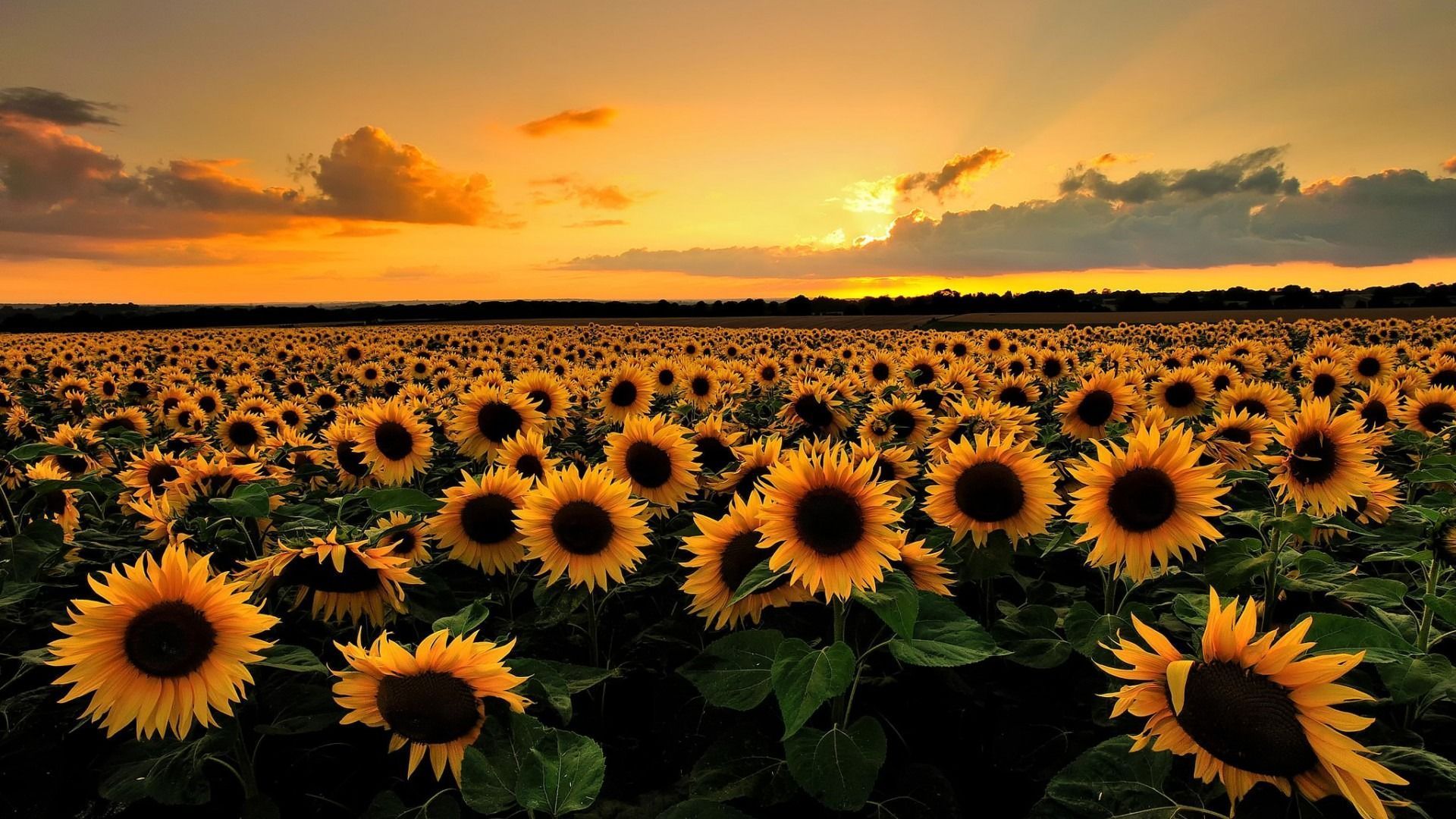 Lovely Sunflowers Wallpaper - HD Images New