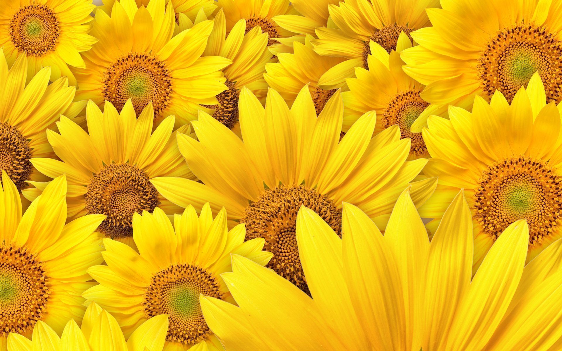 Sunflower Desktop Wallpaper, Sunflower Images, New Backgrounds