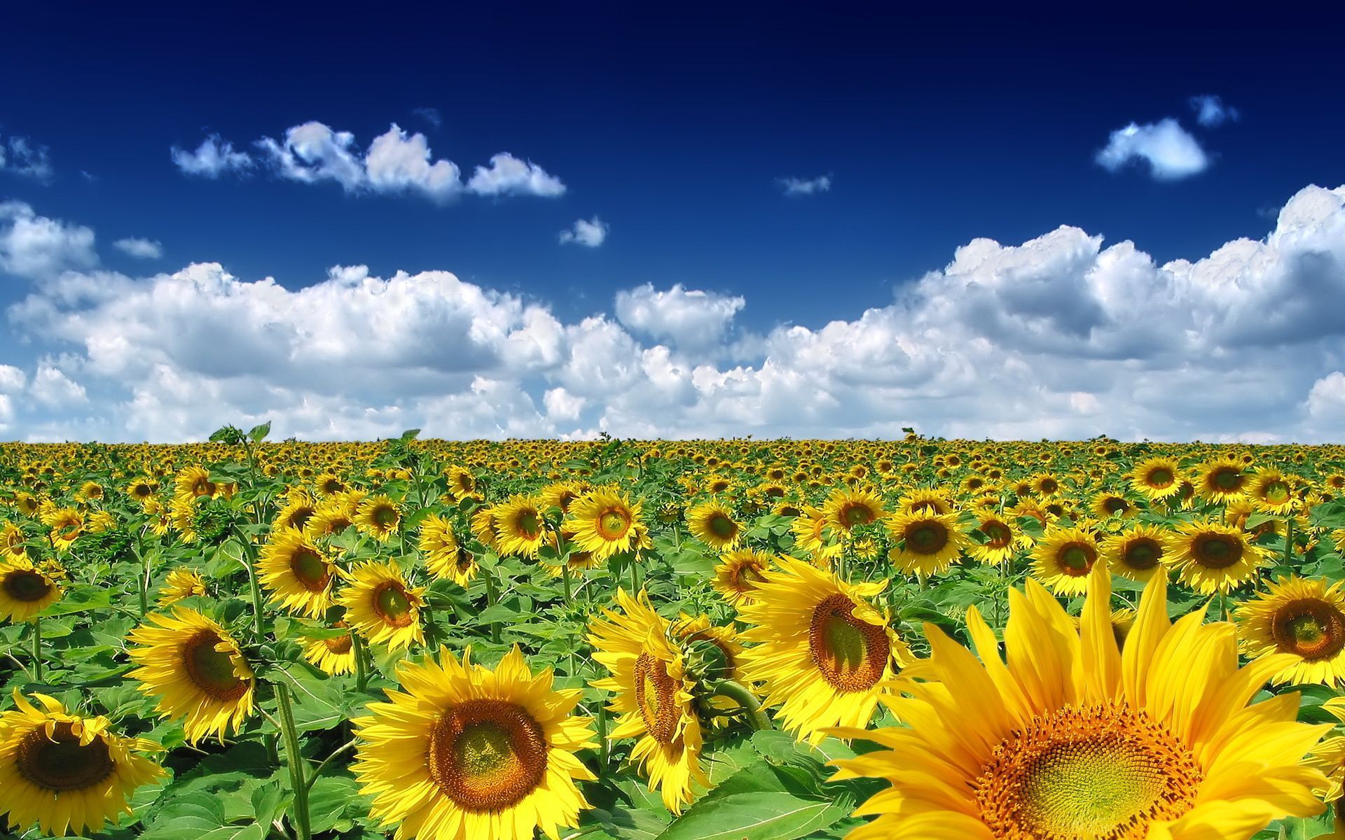 Sunflower Free Desktop Wallpapers for HD, Widescreen and Mobile