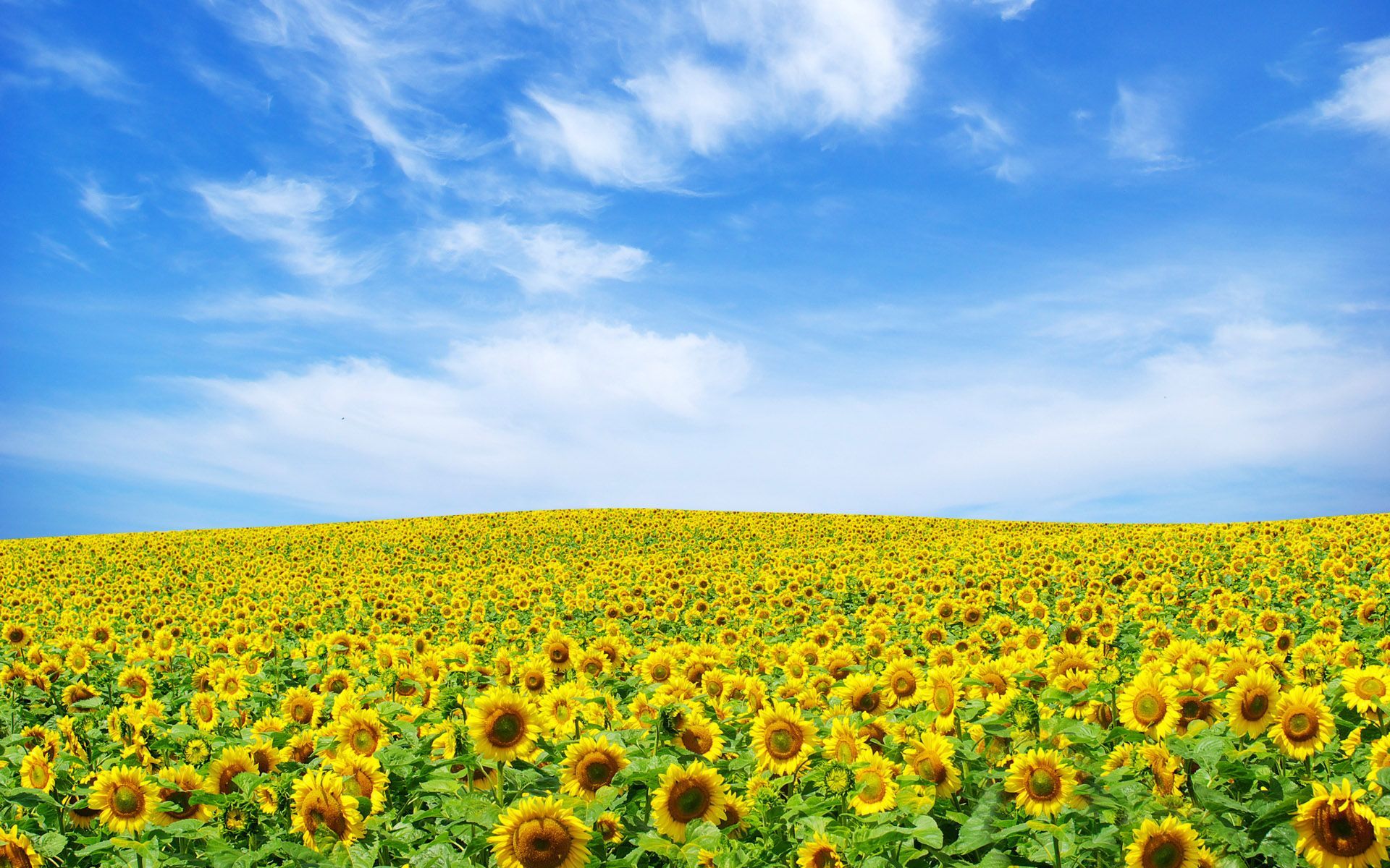 Wallpapers Tagged With SUNFLOWER SUNFLOWER HD Wallpapers