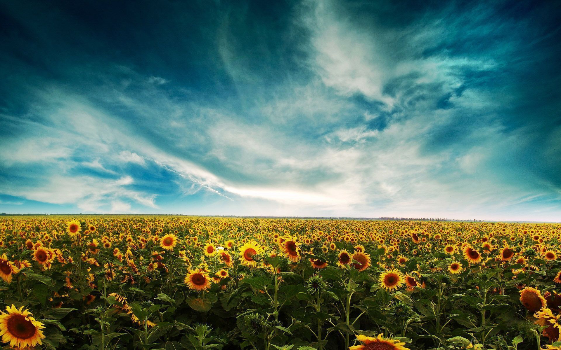 Sunflowers - Desktop Backgrounds