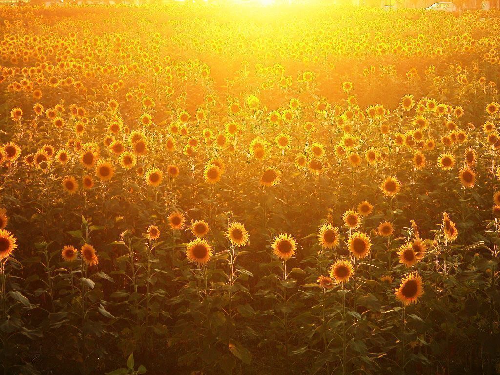 Orange Sunflower - Flowers Wallpaper 34611443 - Fanpop