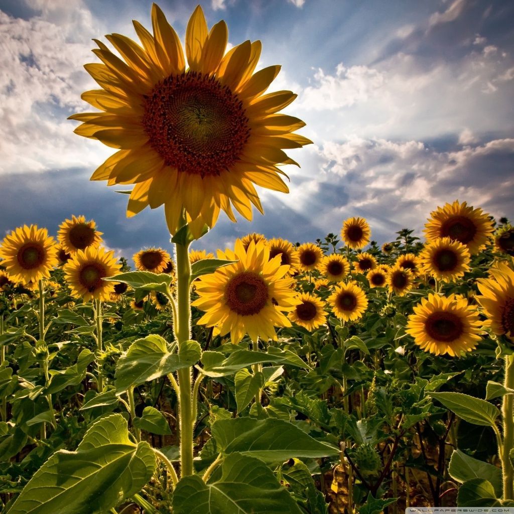 Sunflowers HD desktop wallpaper Widescreen High Definition