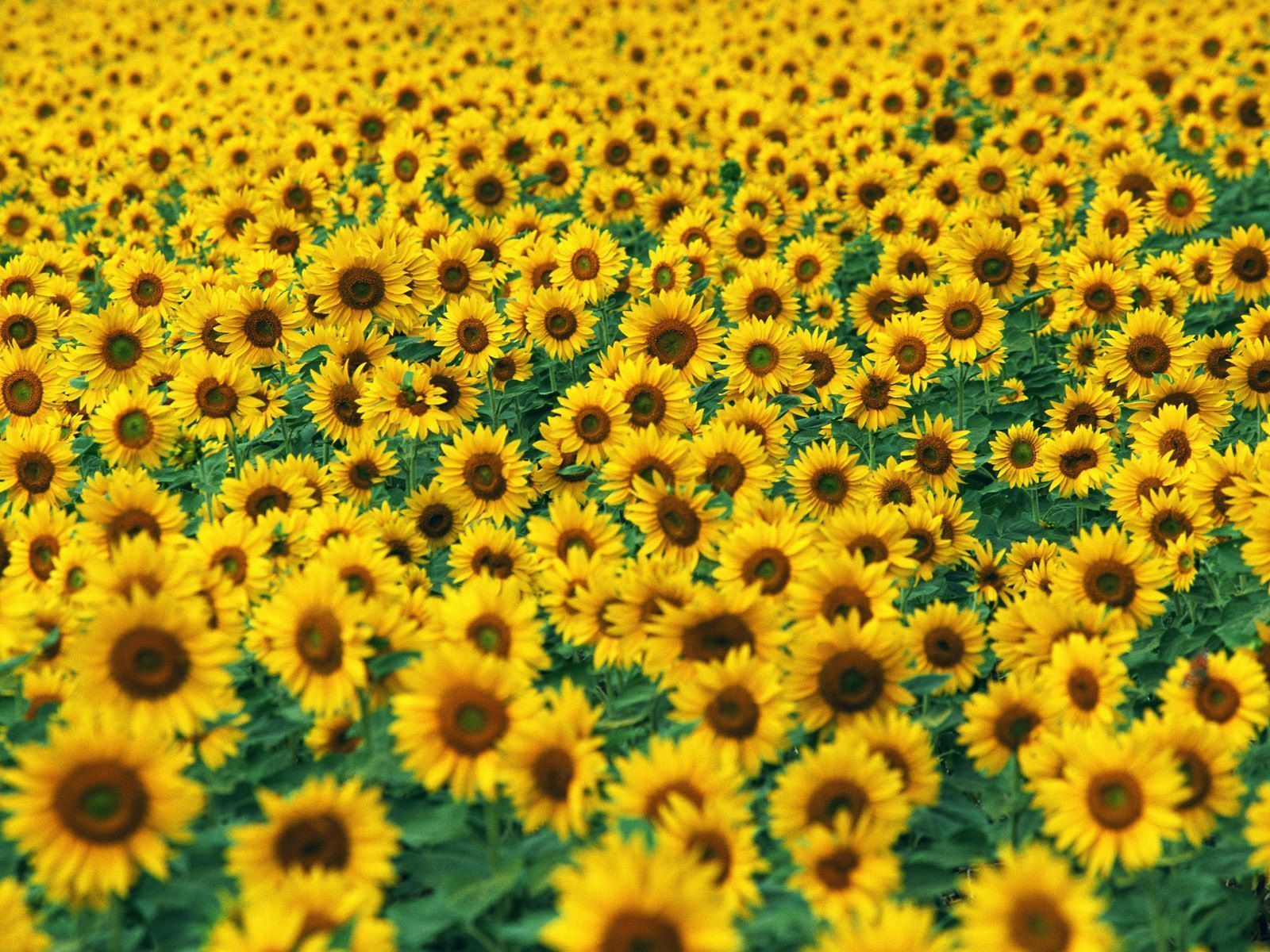 Sunflower Desktop Wallpaper, Sunflower Images, New Wallpapers