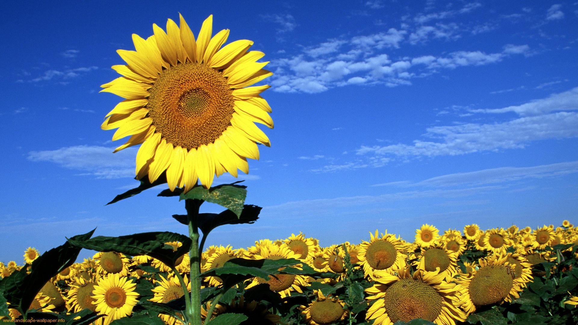 Sunflowers wallpaper images wmwallpapers 99666 Moods Mania