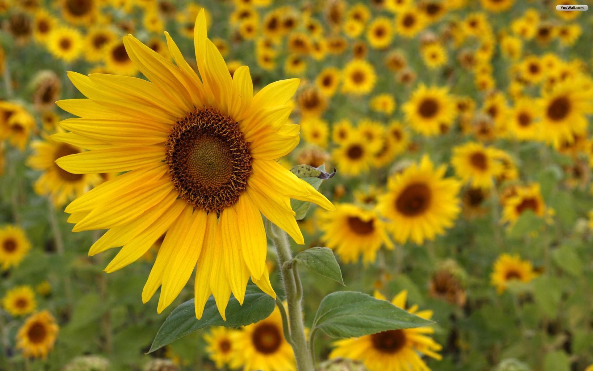 Sunflowers Summer Windows 7 and 8 Theme | All for Windows 10 Free