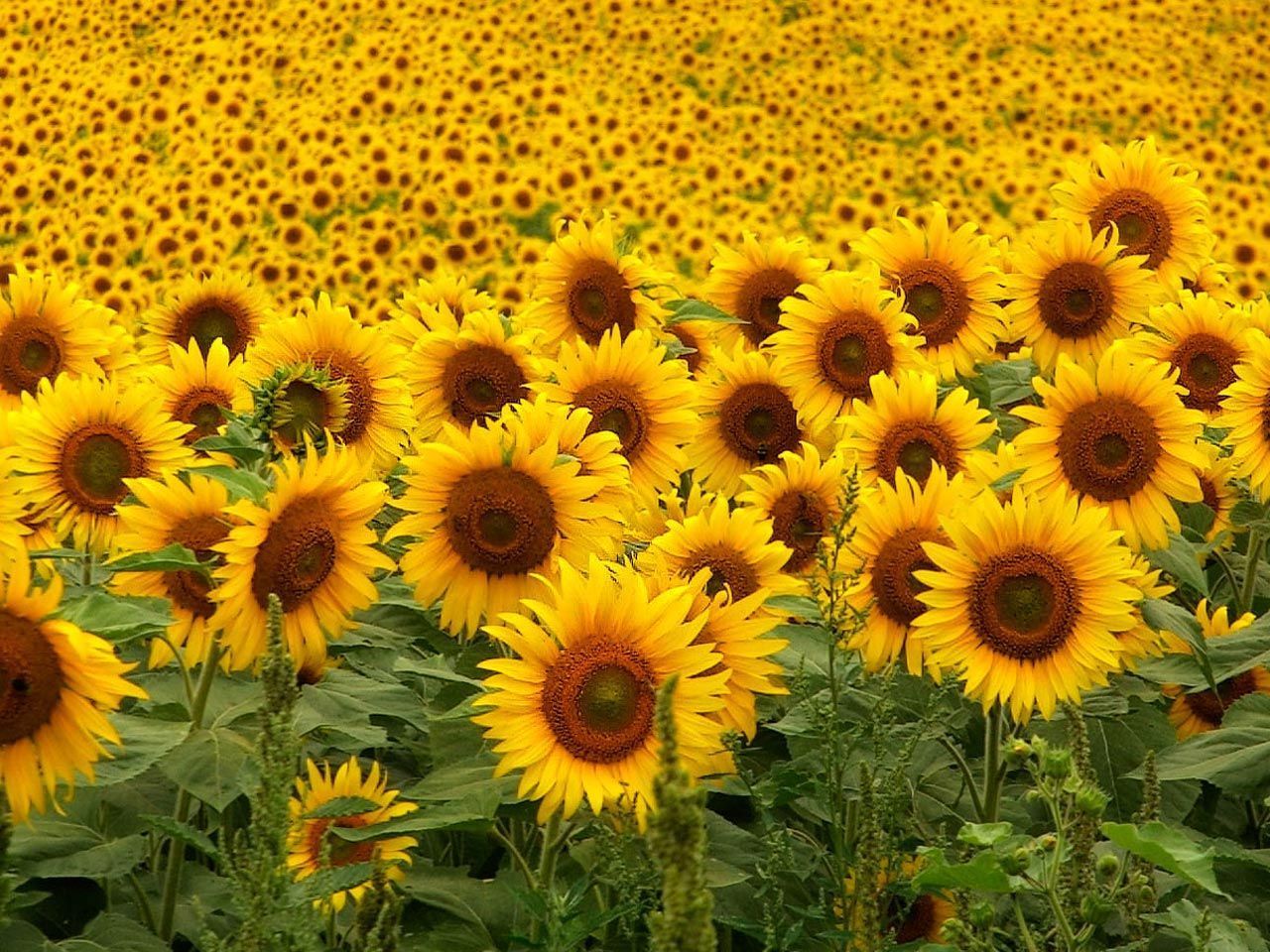 Sunflowers Wallpapers HD Backgrounds