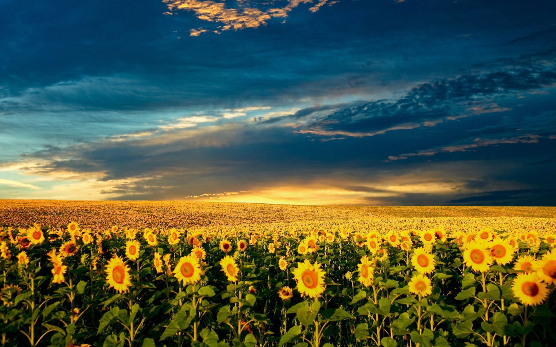 Download Helianthus Sunflowers Wallpaper Wide Desktop #c5308z8h20